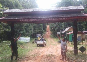 Hutan Lindung Wehea di Kecamatan Muara Wahau, Kabupaten Kutai Timur (Kutim), adalah salah satu Hutan Tropis Indonesia yang menampilkan kekayaan dan keanekaragaman hayati