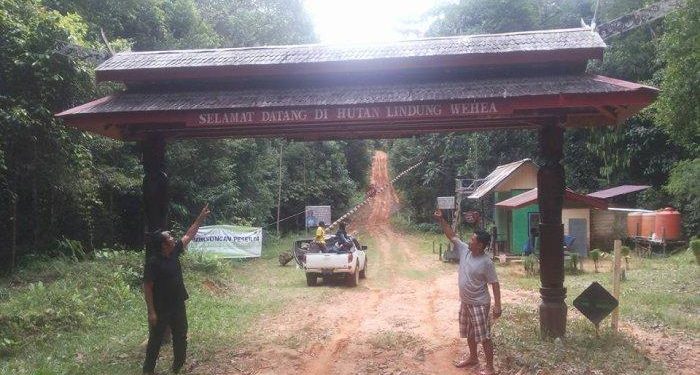 Hutan Lindung Wehea di Kecamatan Muara Wahau, Kabupaten Kutai Timur (Kutim), adalah salah satu Hutan Tropis Indonesia yang menampilkan kekayaan dan keanekaragaman hayati