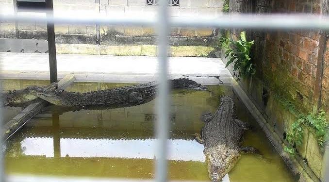 Selain terkenal dengan kekayaan sumber daya alamnya yang melimpah mulai dari batubara, minyak dan perkebunan kelapa sawit Kabupaten Kutai Timur (Kutim) juga terkenal sebagai salah satu daerah di Kalimantan Timur (Kaltim) yang memiliki binatang buas yang hidup di alam liar seperti buaya